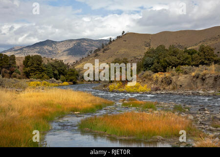 WY03192-00...WYOMING - la couleur de l'automne le long de la rivière à partir de l'ébullition Gardiner River Trail dans le Parc National de Yellowstone. Banque D'Images