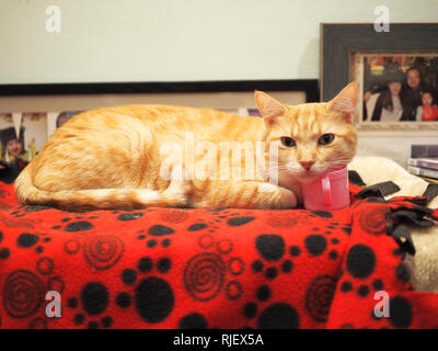 Mika le refroidissement tabby orange sur la couverture Banque D'Images