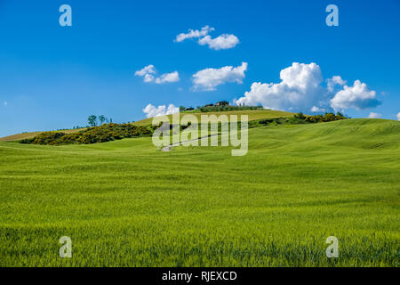 Vallonné typique campagne toscane, dans le Val d'Orcia avec champs, cyprès et arbres Banque D'Images