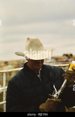 Un cowboy dans un ranch du Nebraska la préparation d'une vaccination d'un veau Banque D'Images