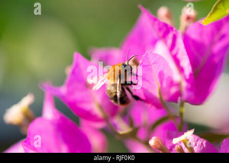 Abeille sur une feuille d'un bougainvillier violet Banque D'Images