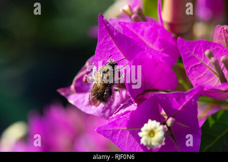 Abeille à miel avec du pollen recueilli sur un bougainvillée rose Banque D'Images