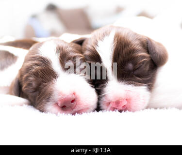 English Springer Spaniel Puppies Banque D'Images