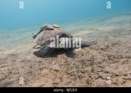 Tortue de mer avec deux poissons remora sur sa coquille de mer de pâturage d'herbe sur les fonds marins de sable de la Mer Rouge en Egypte Banque D'Images