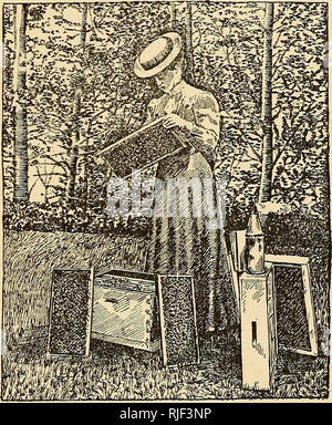 . L'apiculture ; une analyse de la vie de l'abeille et de la production de miel. La culture de l'abeille ; le miel. L'Apiculture comme un métier d'observation et de rapidité 15 enfin en faisant ce qui est nécessaire. Alors au lieu d'être une occupation équipé pour tout le monde, l'apiculture est bien équipé seulement de la minorité. L'éventail de grands vices énumérés ici ne sont pas tous nécessairement présents dans la perfection, mais le plus près de l'approche de ces qualités pour que l'état heureux, le plus satisfaisant, on trouve l'Apiculture comme une vocation ou passe-temps. Il est à espérer que ces exigences seront redoutables Banque D'Images