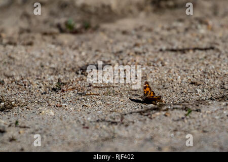 Beau petit papillon jaune et brun assis dans le sable à proximité de la rive vers le réservoir d'eau de Dospat, le sud de la Bulgarie. Selective focus, faible profondeur de champ. Octobre Journée d'automne ensoleillée Banque D'Images