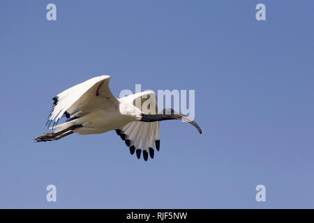 Ibis sacré (Threskiornis aethiopicus) en vol. Lac Ziway, Ethiopie Banque D'Images