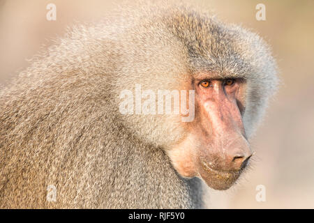 Le babouin Hamadryas (Papio hamadryas). Portrait du mâle dominant. Parc national Awash, en Éthiopie Banque D'Images