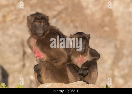 Le babouin gélada (Theropithecus gelada). Femelle adulte avec enfant assis sur un rocher. L'Ethiopie Banque D'Images