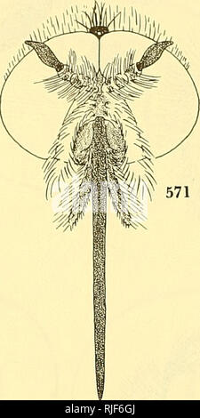 . Les mouches d'abeilles du monde : les genres de la famille. â€"  ; Â€" les parasites. . Veuillez noter que ces images sont extraites de la page numérisée des images qui peuvent avoir été retouchées numériquement pour plus de lisibilité - coloration et l'aspect de ces illustrations ne peut pas parfaitement ressembler à l'œuvre originale.. Hull, Frank M. (Frank Montgomery), 1901-1982. Washington, Smithsonian Institution Press Banque D'Images