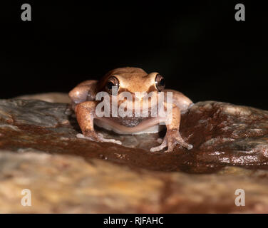 Desert Tree frog (Litoria rubella) sur l'avant, Cairns, Far North Queensland, Queensland, Australie, FNQ Banque D'Images