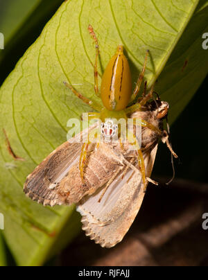 Mopsus mormon femelle avec insectes, Cairns, Far North Queensland, Queensland, Australie, FNQ Banque D'Images