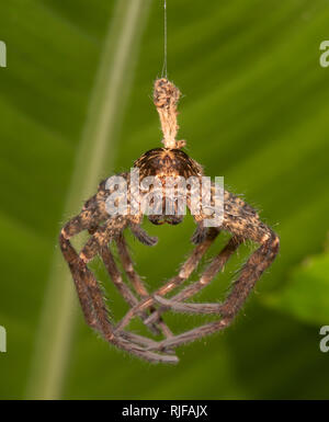 La peau d'un chasseur de Brisbane ont mué (jugulans Heteropoda) sur le feuillage, Cairns, Far North Queensland, Australie, Queensland, FNQ Banque D'Images