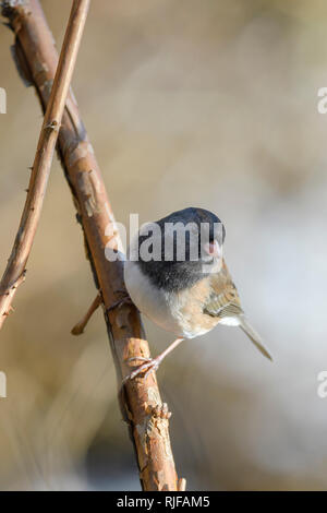 Le Junco ardoisé, Junco hyemalis, Burnaby Lake Regional Park, Burnaby, Colombie-Britannique, Canada Banque D'Images