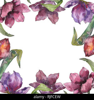 Tulip violet fleurs botanique floral. Lame de ressort sauvages isolés de fleurs sauvages. Contexte aquarelle illustration set. Aquarelle Dessin fashion aquar Banque D'Images