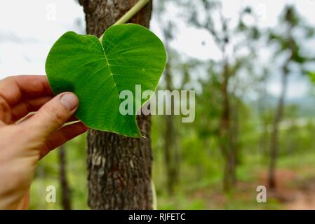 Mans hand holding large vert feuilles d'une plante grimpante, Moongun sentier pédestre à Elliot Springs, Townsville, Queensland, Australie Banque D'Images