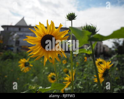 Un champ de tournesols jaunes stand dans une jungle urbaine - ajout d'un éclat de couleur de fleurs sauvages au centre-ville de Berlin. Banque D'Images