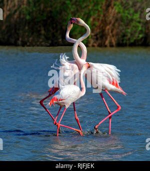 Camargue, flamants roses dans la réserve ornithologique du Pont de Gau (sud-est de la France) Banque D'Images