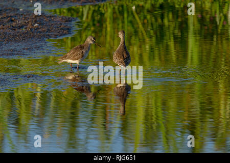 Une paire de bécasseaux communs et l'affichage de patauger dans un petit trou d'eau sur le bord de la zone de marais, Désert,Lewa Conservancy, Kenya, Africa Banque D'Images