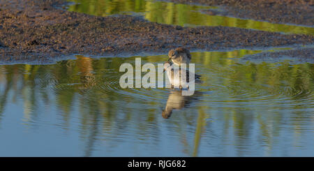 Une paire de bécasseaux communs et l'affichage de patauger dans un petit trou d'eau sur le bord de la zone de marais, Désert,Lewa Conservancy, Kenya, Africa Banque D'Images