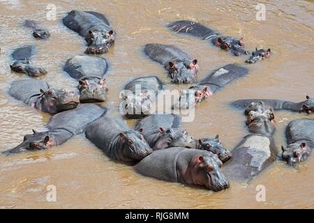 Hippopotame (Hippopotamus amphibius), troupeau dans la rivière Mara, Masai Mara, Kenya Banque D'Images