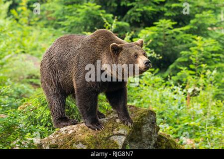 L'ours brun (Ursus arctos), debout sur les rochers, Parc National de la forêt bavaroise, Bavière, Allemagne Banque D'Images