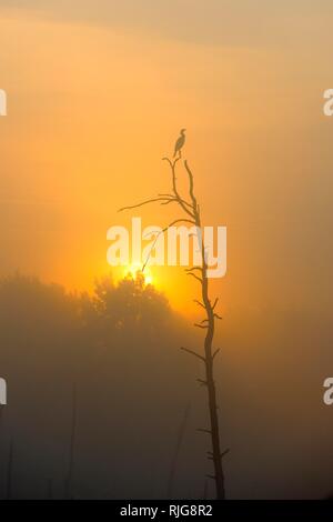 Grand Cormoran (Phalacrocorax carbo), assis sur un vieil arbre au lever du soleil, Schwenningen, Bade-Wurtemberg, Allemagne Banque D'Images