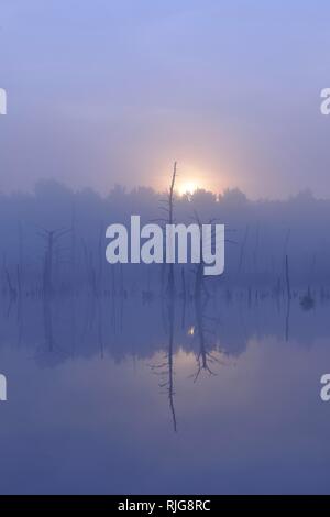 Réserve naturelle de moss Schwenninger, brouillard au lever du soleil, Neckar printemps, Villingen-Schwenningen, Forêt-Noire, Bade-Wurtemberg Banque D'Images