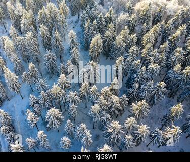 Coup de drones, des épicéas (Picea) de dessus en hiver, Taunus, Hesse, Allemagne Banque D'Images