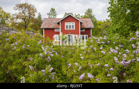 Floraison lilas en face de maison en bois Banque D'Images