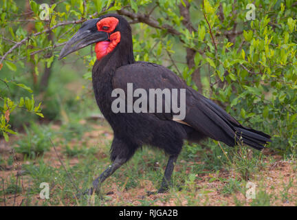 Un calao terrestre du sud-il avec son plumage brun et rouge vif visage et de la gorge dans le Parc National Kruger, Afrique du Sud. Banque D'Images