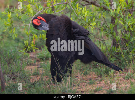 Un calao terrestre du sud-il avec son plumage brun et rouge vif visage et de la gorge dans le Parc National Kruger, Afrique du Sud. Banque D'Images