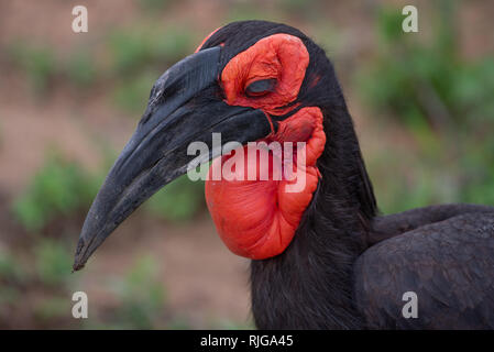 Un calao terrestre du sud-il avec son plumage brun et rouge vif visage et de la gorge dans le Parc National Kruger, Afrique du Sud. Banque D'Images