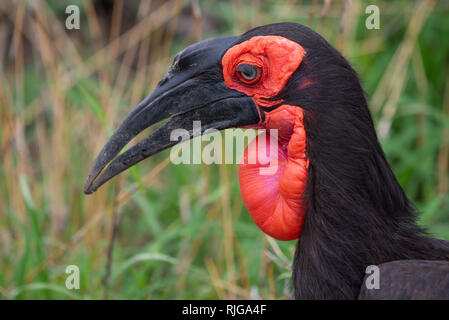 Un calao terrestre du sud-il avec son plumage brun et rouge vif visage et de la gorge dans le Parc National Kruger, Afrique du Sud. Banque D'Images