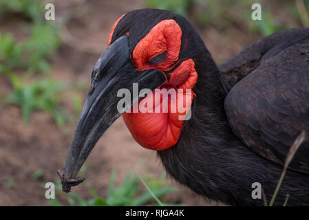 Un calao terrestre du sud-il avec son plumage brun et rouge vif visage et de la gorge dans le Parc National Kruger, Afrique du Sud. Banque D'Images