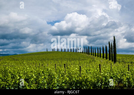 Typique campagne toscane, avec des collines, des vignobles et une avenue de cyprès Banque D'Images