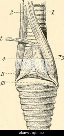 . Catalogue des spécimens illustrant l'ostéologie du vertebrated les animaux, et récemment disparu, contenues dans le Musée du Collège royal des chirurgiens de l'Angleterre. PICO-PA !SSERES. Fijr. ( ! St-i. Veuillez noter que ces images sont extraites de la page numérisée des images qui peuvent avoir été retouchées numériquement pour plus de lisibilité - coloration et l'aspect de ces illustrations ne peut pas parfaitement ressembler à l'œuvre originale.. Sharpe, Richard Bowdler, 1847-1909. Londres Banque D'Images