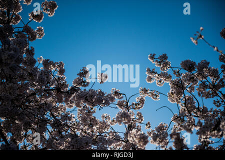 Belle fleur de cerisier sakura arbre en fleur Vue de dessous avec ciel bleu clair à l'arrière-plan Banque D'Images