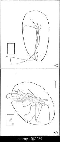 . Comportement et écologie de la iguana rock Cyclura carinata. Iguane marin ; les lézards. 237. Veuillez noter que ces images sont extraites de la page numérisée des images qui peuvent avoir été retouchées numériquement pour plus de lisibilité - coloration et l'aspect de ces illustrations ne peut pas parfaitement ressembler à l'œuvre originale.. Iverson, John B.. Banque D'Images