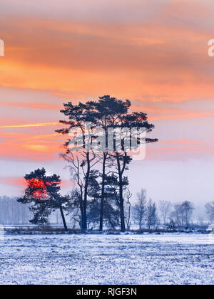 Scène d'hiver, terres humides couvertes de neige et de beaux arbres à l'aube, Turnhoutse Vennen, Flandre, Belgique. Banque D'Images