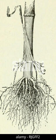 . Les débutants la botanique. La botanique. 36 BEG/NNE/EST' BOTANIQUE Certaines plantes portent des racines aériennes, qui peuvent frofagatc iiiay l'usine ox agissent comme des accolades. Ils sont souvent appelés prop-racines. Les racines du maïs sont familiers (Fig. 38). Beaucoup de ficus, comme le banyan de l'Inde, envoyer des racines à partir de leurs succursales ; quand les racines atteignent le sol, elles s'implanter et devenir de grands troncs, ce qui a le haut de l'arbre-mère sur de grandes superficies. La mangi'ove Ifce des tropiques pousse le long des rivages et envoie des racines à partir de la sur- hangiug uicIu-GI (et des fruits) dans l'eau peu profonde, et donc gr Banque D'Images