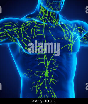Système lymphatique humain Illustration Banque D'Images