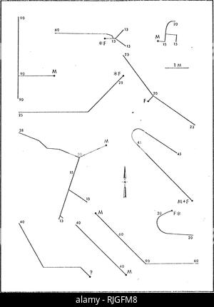 . Comportement et écologie de la iguana rock Cyclura carinata. Iguane marin ; les lézards. 65. Veuillez noter que ces images sont extraites de la page numérisée des images qui peuvent avoir été retouchées numériquement pour plus de lisibilité - coloration et l'aspect de ces illustrations ne peut pas parfaitement ressembler à l'œuvre originale.. Iverson, John B.. Banque D'Images