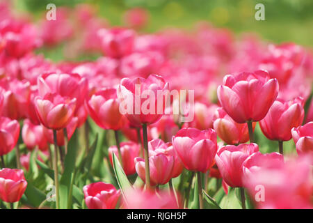 Arrière-plan de tulipes en fleurs. Des fleurs. Focus sélectif. Banque D'Images