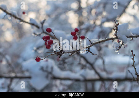 Branche avec des fruits rouges de Crataegus hawberry dans le parc de Belgrade Serbie Banque D'Images