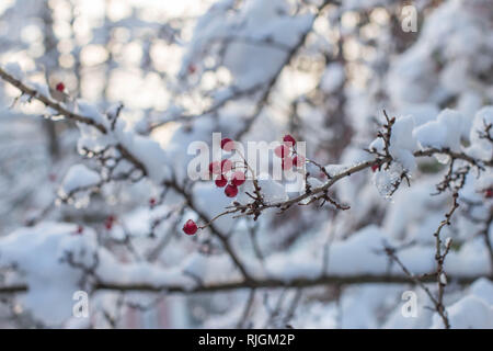 Branche avec des fruits rouges de Crataegus hawberry dans le parc de Belgrade Serbie Banque D'Images