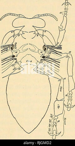 . L'apiculture ; une analyse de la vie de l'abeille et de la production de miel. La culture de l'abeille ; le miel. 170 (9) de l'apiculture, la cavité buccale (10), (11) epipharynx palpi, (12), antennes (13) diverses structures sur l'antenne, (14), styles caudale (15) organes sur la base des ailes et sur les jambes, et (16) sur les différents organes pour les différents ordres d'insectes. Malgré cet ensemble de théories, il est probablement juste de dire que, jusqu'à récemment, c'était le consensus de l'opinion que la lo- organes d'usine sont situés sur les antennes. Cependant, Mclndoo 1 montre que si les antennes de l'abeille sont Banque D'Images