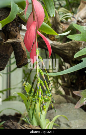 Fleurs de Billbergia nutans / Queen's Tears Banque D'Images