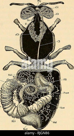 . L'apiculture ; une analyse de la vie de l'abeille et de la production de miel. La culture de l'abeille ; le miel. L'Apiculture 112 Schiemenz,1 et après lui par Cheshire,2 d'être la source de nourriture donnée par le travail- ers aux larves de reines, les drones et les travailleurs. Il est affirmé que le développe- ment de ces glandes est en proportion à la mondialisation de l'espèce dans l'alimentation des larves ; dans les abeilles bourdons (Bombus)- ils sont aussi développés qu'à l'abeille. Ils sont de plus en plus décroissant plus petites en Psi- thyrus, Andrena et Anthophora. Depuis l'introduction de certaines de ces espèces est tout à fait unlik Banque D'Images
