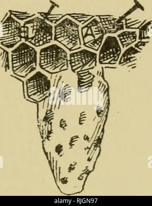 . Les abeilles pour le plaisir et profit ; un guide pour la manipulation des abeilles, la production de miel, et de la gestion générale du rucher. Les abeilles. Augmenter ET LA PRODUCTION RENTABLE DE BEKS. 61 ruche qui contient le lit queen et ayant ébranlé les abeilles au large de trois ou quatre cadres de couvain, nous placer dans la ruche occupée par l'ancien stock d'origine (qui est maintenant vide, tous les cadres ayant été supprimée pour former des noyaux atomiques). Les abeilles qui volaient à l'époque sera de retour ici, et la couvée éclore avec laquelle nous avons fourni. La fixation des cellules royales. Dans chacune des divisions qui nous ont Banque D'Images